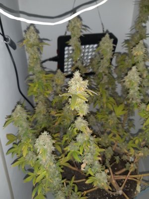 20221216_110825.jpg 20221216_110825.jpg