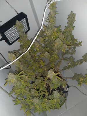 20221216_135057.jpg 20221216_135057.jpg