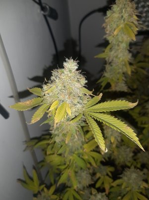 20221216_135921.jpg 20221216_135921.jpg