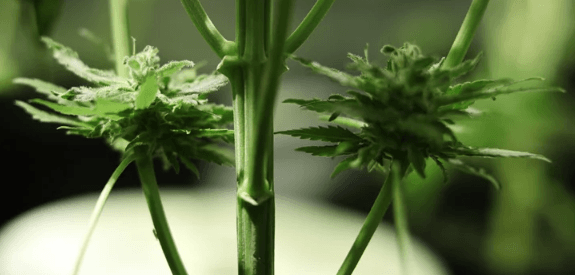 1671207996716.png 1671207996716.png