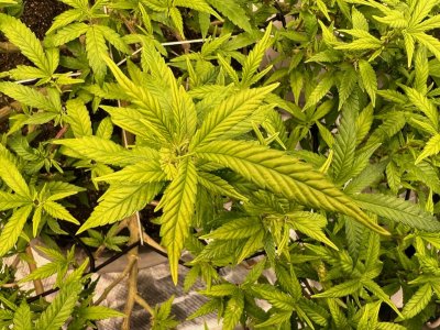 6451B2A7-06EF-4883-9706-D09A52430CDF.jpeg 6451B2A7-06EF-4883-9706-D09A52430CDF.jpeg