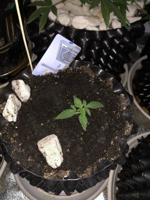 20221205_133906597_iOS.jpg 20221205_133906597_iOS.jpg