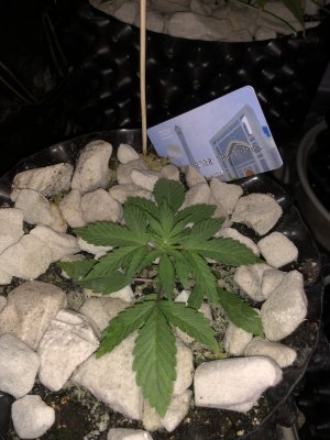 IMG_7396.JPG IMG_7396.JPG