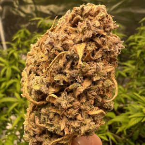 2C4EBD1D-9F01-4FAF-8DA6-74AA7C150EB1.jpeg 2C4EBD1D-9F01-4FAF-8DA6-74AA7C150EB1.jpeg