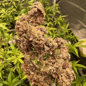 370F4A98-AF61-4A80-915B-541E543C8AEB.jpeg 370F4A98-AF61-4A80-915B-541E543C8AEB.jpeg