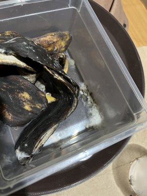 63EC4877-E42B-4B25-9CEC-D79DA4AD5E8A.jpeg 63EC4877-E42B-4B25-9CEC-D79DA4AD5E8A.jpeg