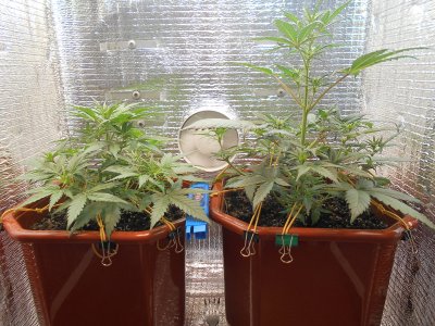 DSCN0426.JPG DSCN0426.JPG