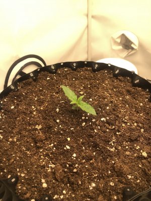 B5247EC5-FE0A-47EB-B763-2833DD69E013.jpeg B5247EC5-FE0A-47EB-B763-2833DD69E013.jpeg