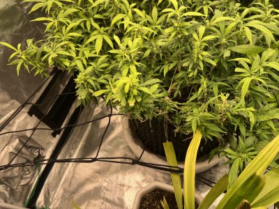 9B66BFCD-38D2-4ECE-B8F5-B12EE4EE0C06.jpeg 9B66BFCD-38D2-4ECE-B8F5-B12EE4EE0C06.jpeg