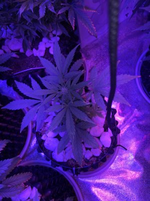 IMG_7525.JPG IMG_7525.JPG