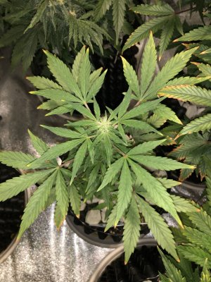 IMG_7571.JPG IMG_7571.JPG