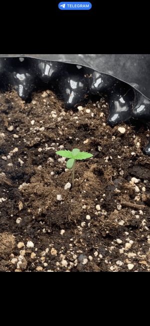 9CC2404F-A729-4862-B60C-0EB0E26668A4.png 9CC2404F-A729-4862-B60C-0EB0E26668A4.png