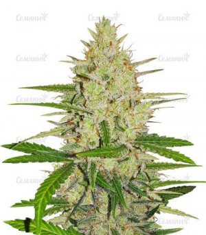 sort-Runtz-xl-auto-sweet-seeds.jpg sort-Runtz-xl-auto-sweet-seeds.jpg