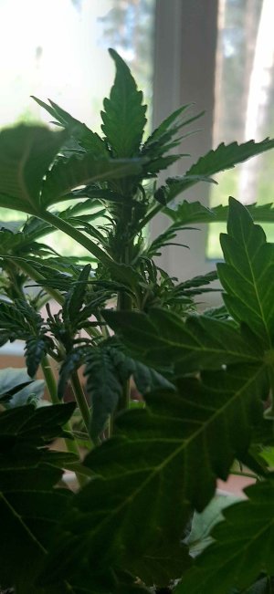 20210702_132810_compress99.jpg 20210702_132810_compress99.jpg