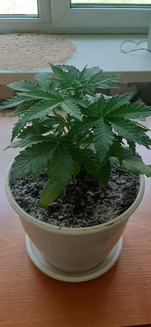 20210702_132822_compress62.jpg 20210702_132822_compress62.jpg