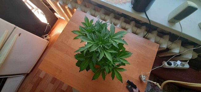 20210704_103840_compress99.jpg 20210704_103840_compress99.jpg