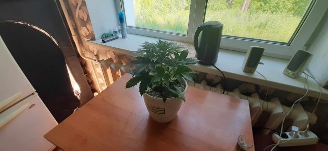 20210704_103835_compress56.jpg 20210704_103835_compress56.jpg