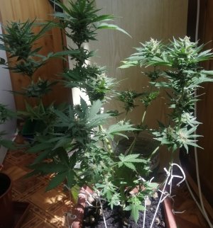 IMG_20210704_103823.jpg IMG_20210704_103823.jpg