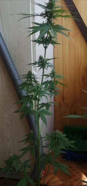 IMG_20210704_103753.jpg IMG_20210704_103753.jpg