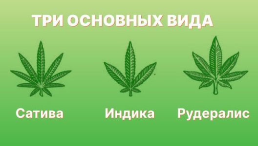 Виды листьев конопли Виды листьев конопли