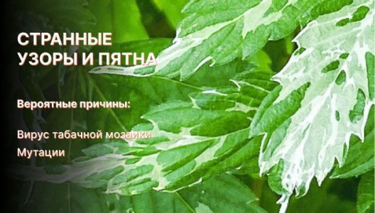 Узоры и пятна на листьях конопли Узоры и пятна на листьях конопли