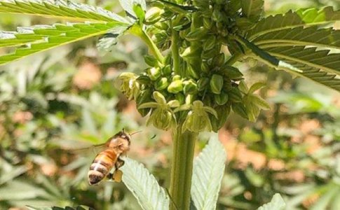 Опыление конопли