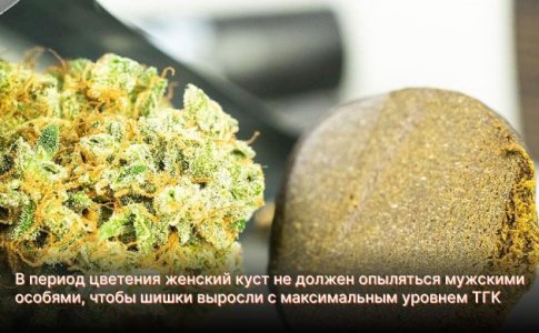 Получение хеша и марихуаны