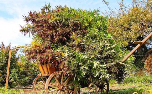 Когда пора снимать урожай конопли