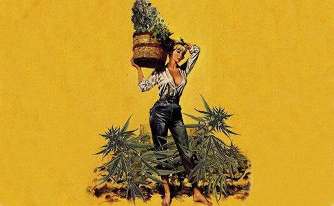 срезка шишек конопли 