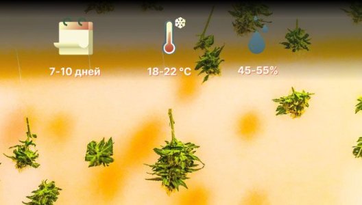 тонкости сушки шишек конопли