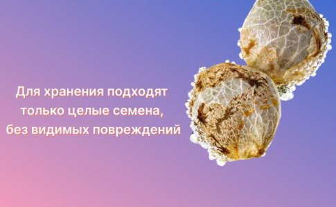 Где и как хранить семена каннабиса Где и как хранить семена каннабиса