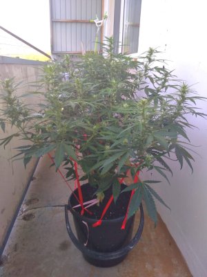 IMG-20210713-WA0003.jpg IMG-20210713-WA0003.jpg