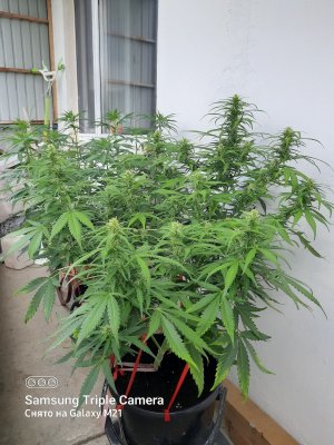 20210719_112420.jpg 20210719_112420.jpg