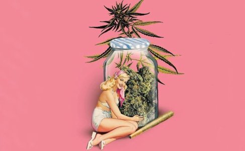 Все о пролечке шишек конопли Все о пролечке шишек конопли