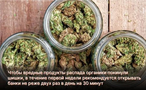 Классическая пролечка шишек каннабиса Классическая пролечка шишек каннабиса