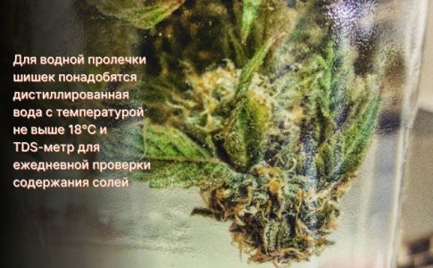 Водная пролечка шишек конопли Водная пролечка шишек конопли