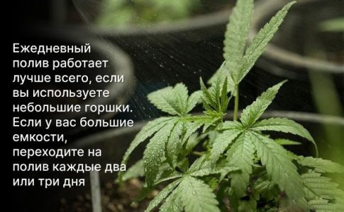 Полив автоцветов Полив автоцветов