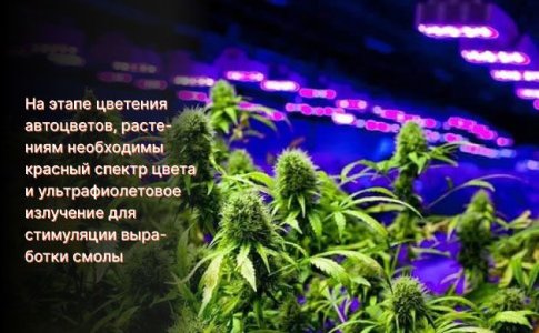 Освещение для автоцвета на цветении Освещение для автоцвета на цветении