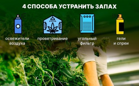 Как убрать запах конопли Как убрать запах конопли