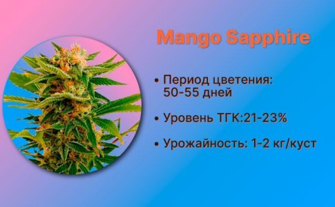 Сорт конопли Mango Sapphire от Humboldt Seeds Сорт конопли Mango Sapphire от Humboldt Seeds