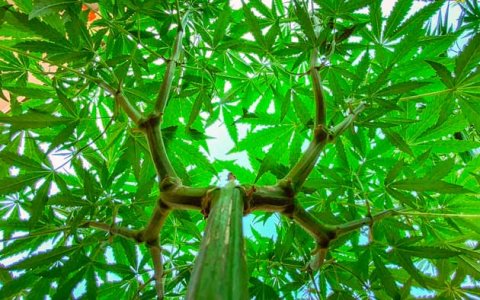 Техника тренировки конопли Мейн-Лининг Техника тренировки конопли Мейн-Лининг