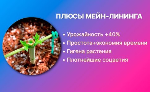 Что дает техника Мейн-Лининг Что дает техника Мейн-Лининг