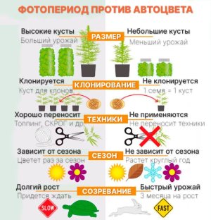 Виды семян конопли и сортов