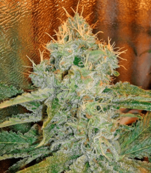 1631172111378.png 1631172111378.png