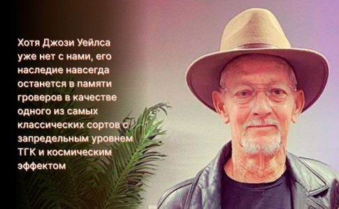 Создание Goirlla Glue