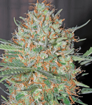 1631870910891.png 1631870910891.png