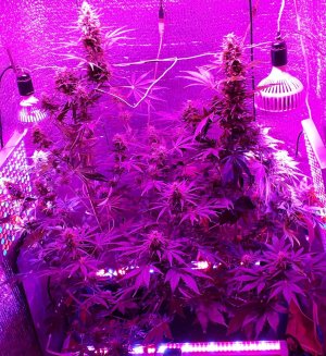 devotchka-auto-doctors-choise__7x5ENIm12uovtZgP (1).jpg devotchka-auto-doctors-choise__7x5ENIm12uovtZgP (1).jpg