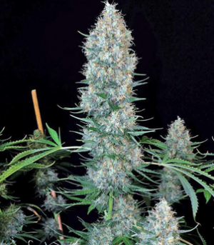 1633599190749.png 1633599190749.png