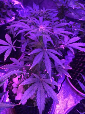 IMG_7630.JPG IMG_7630.JPG