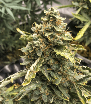 1673891408196.png 1673891408196.png